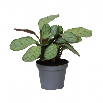 Ctenanthe amabilis Amagris F00001957