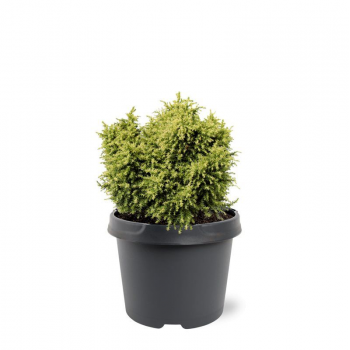 Cryptomeria japonica 'Twinkle Toes' F00007910