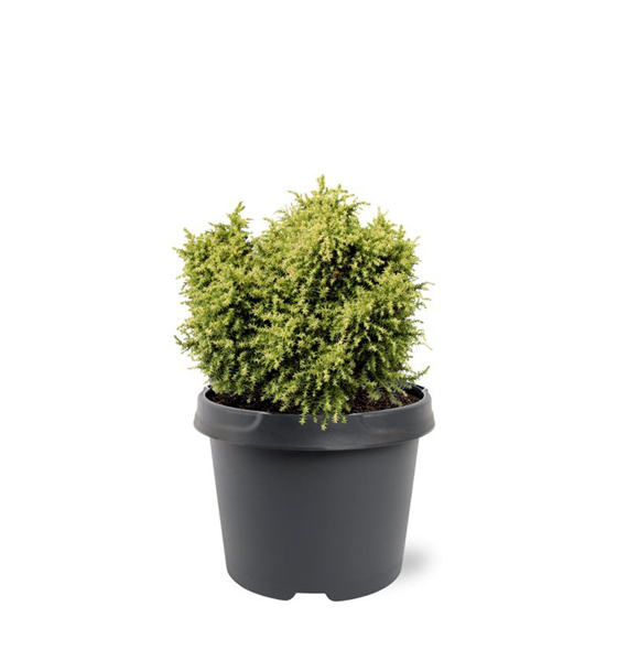 Cryptomeria japonica 'Twinkle Toes' F00007910