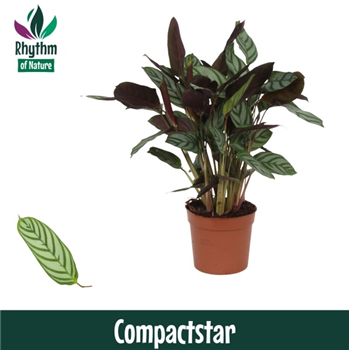 Ctenanthe setosa 'Compactstar' F00004441