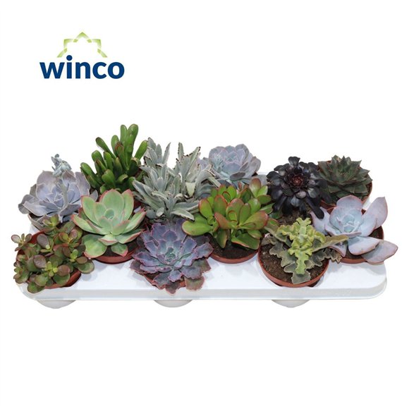 Sukulente Mix 21cm 10.5cm Q1076