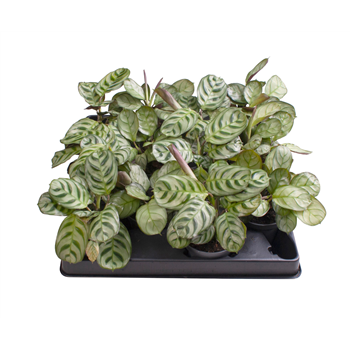 Ctenanthe mix F00002003