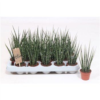Taščin jezik - Sanseveria fernwood Fernwood Mikado 20cm 6cm Q1093