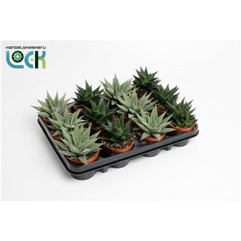 Haworthia Special mix 15cm 8.5cm Q1098