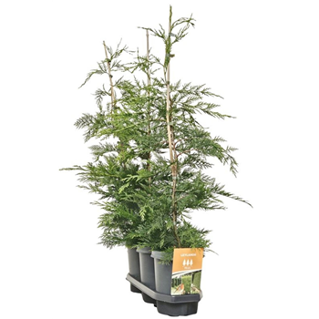 Cupressocyparis leylandii F00008044