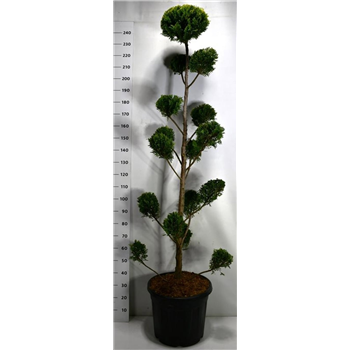 Cupressocyparis leylandii 'Castlewellan Gold' F00006445