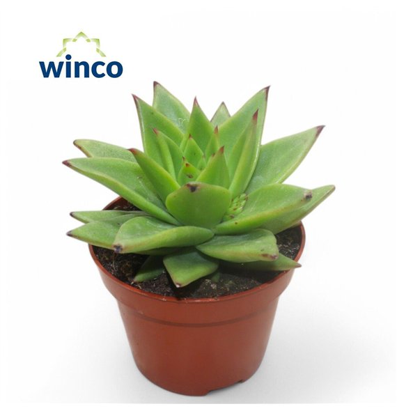 Echeveria Lipstick1 fl 10cm 10.5cm Q1227