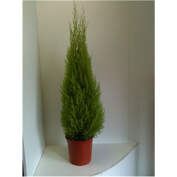 Cipresa Goldcrest Wilma F00004797