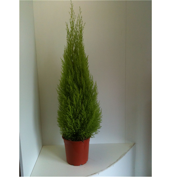 Cipresa Goldcrest Wilma F00004797