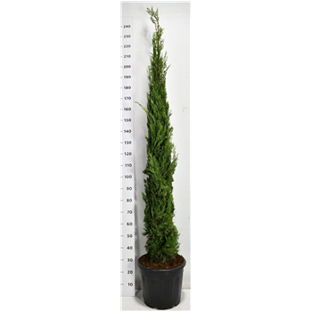 Cipresa sempervirens 'Pyramidalis' F00006676