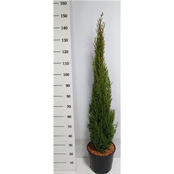 Cipresa sempervirens 'Totem' F00006020
