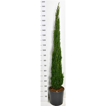 Cipresa sempervirens 'Totem' F00006656
