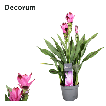 Curcuma 'Siam Splash' F00000349