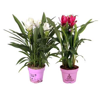 Curcuma mix F00000279