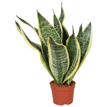 Sanseveria futura superba Taščin jezik - Futura Superba 35cm 9cm Q1360