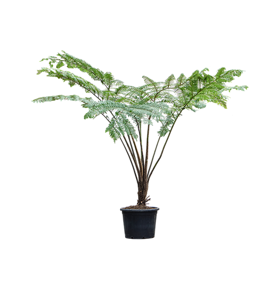 Cyathea cooperi 4CYCORS02