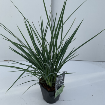 Dianella revoluta ‘Coolvista’ F00004067