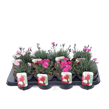 Dianthus caryophyllus F00005639