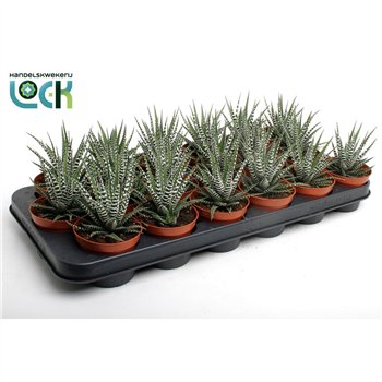 Haworthia fasciata big band Big Band 10cm 8.5cm Q1623