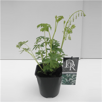 Dicentra spectabilis 'Alba' F00003975