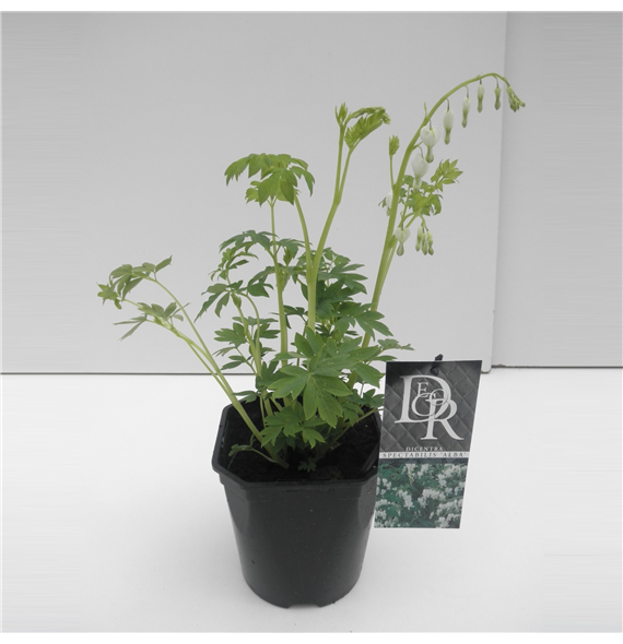 Dicentra spectabilis 'Alba' F00003975