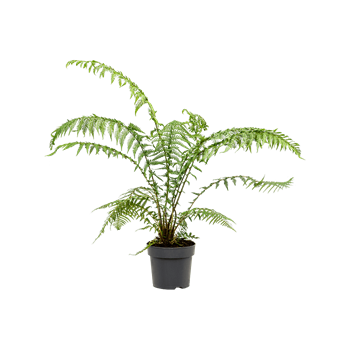 Dicksonia antarctica 4DIANRS03