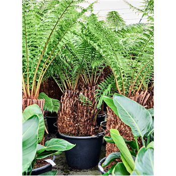 Dicksonia antarctica 4DIANMS12