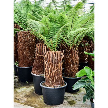 Dicksonia antarctica 4DIANRS27