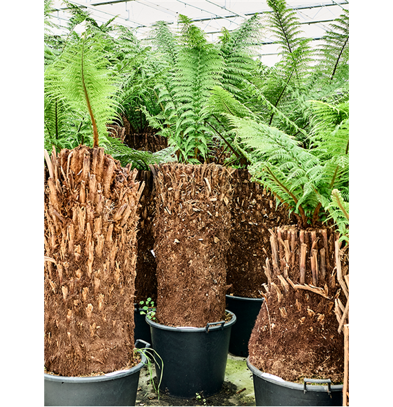 Dicksonia antarctica 4DIANRS16