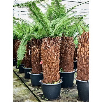 Dicksonia antarctica 4DIANRS38