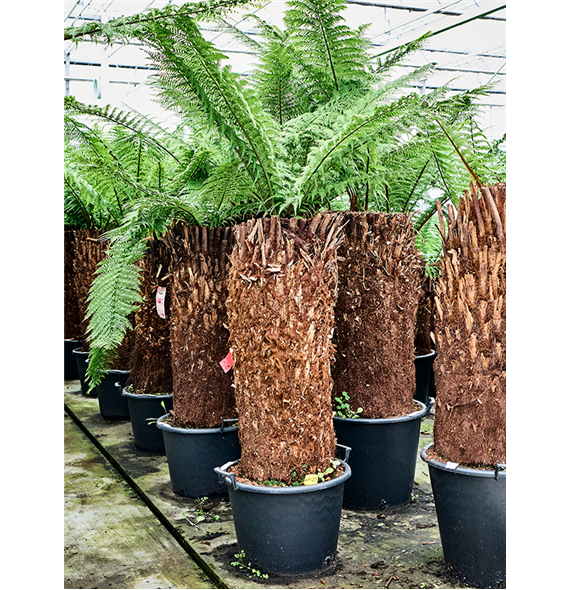 Dicksonia antarctica 4DIANRS38