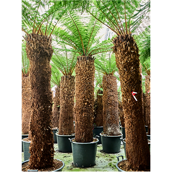 Dicksonia antarctica 4DIANRS75