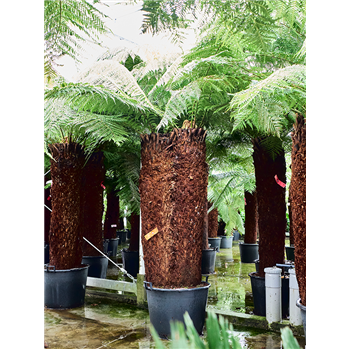 Dicksonia antarctica 4DIANSS07