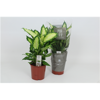 Dieffenbachia 'Camilla' F00002977