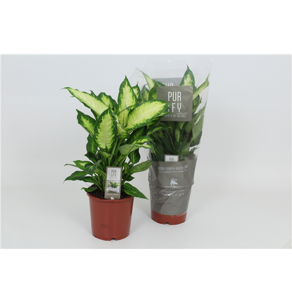Dieffenbachia 'Camilla' F00002977