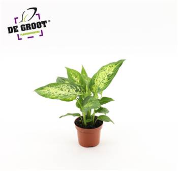Dieffenbachia 'Compacta' F00005297