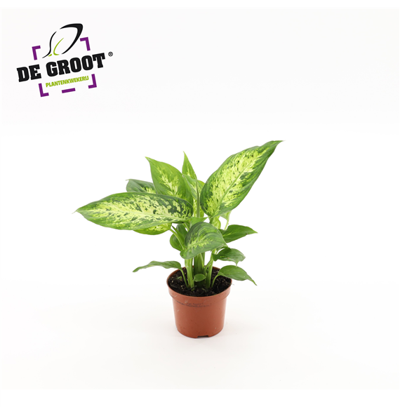 Dieffenbachia 'Compacta' F00005297