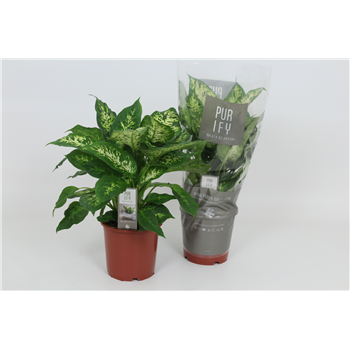 Dieffenbachia 'Compacta' F00002978