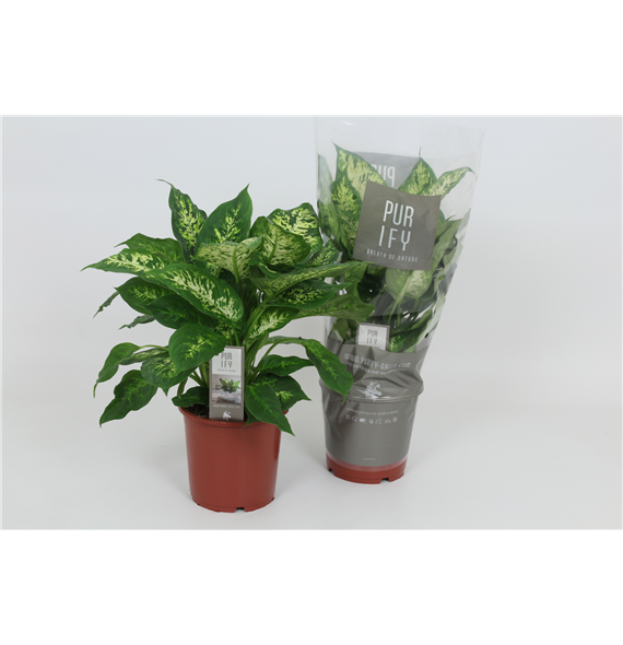 Dieffenbachia 'Compacta' F00002978