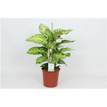 Dieffenbachia 'Cool Tigris' F00002980