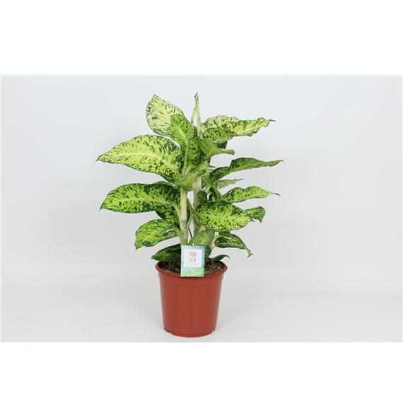 Dieffenbachia 'Cool Tigris' F00002980
