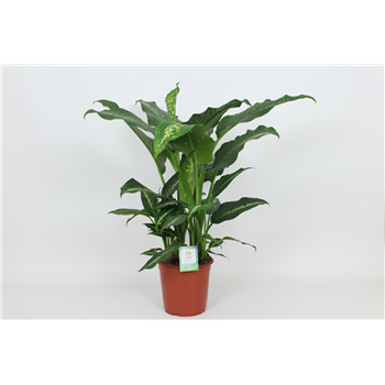 Dieffenbachia 'Galaxy' F00002981