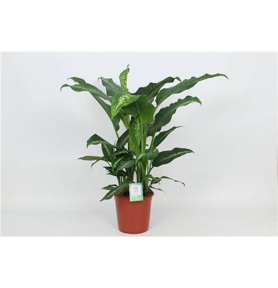 Dieffenbachia 'Galaxy' F00002981