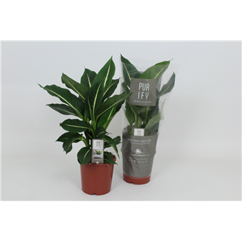 Dieffenbachia 'Green Magic' F00002984