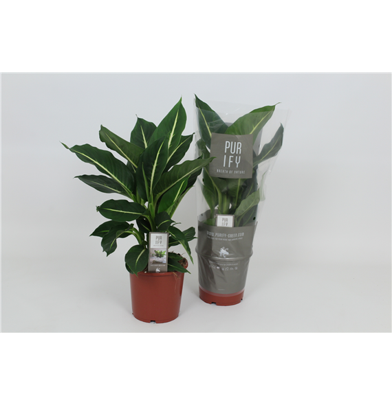 Dieffenbachia 'Green Magic' F00002984