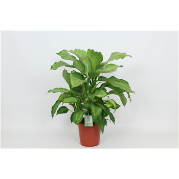 Dieffenbachia 'Ivory Green' F00002985