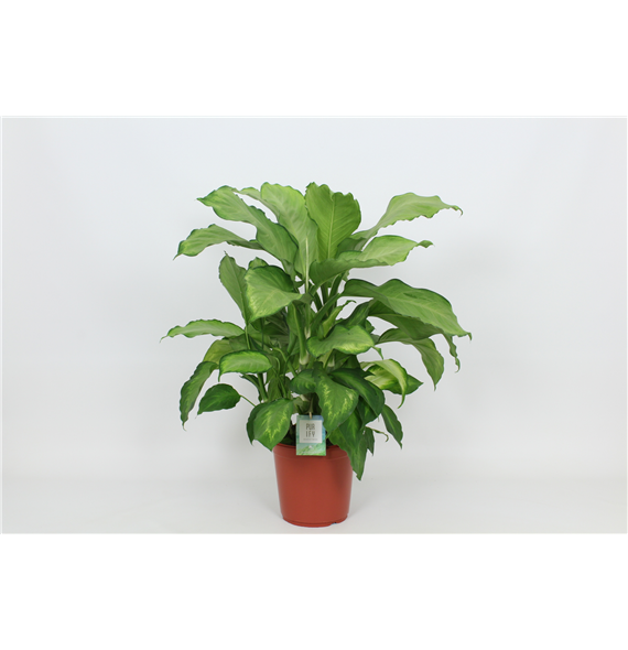 Dieffenbachia 'Ivory Green' F00002985
