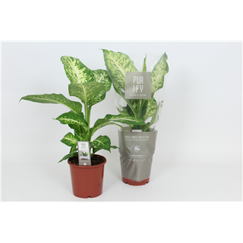 Dieffenbachia 'Mars' F00002988