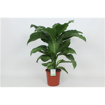 Dieffenbachia 'Memoria Corsii' F00002989