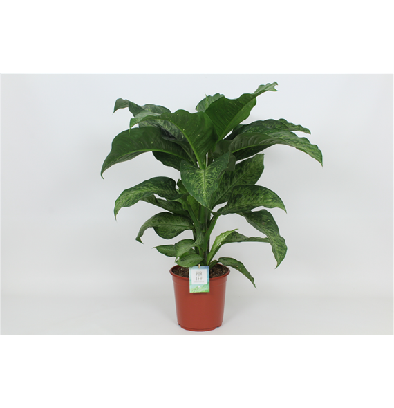 Dieffenbachia 'Memoria Corsii' F00002989